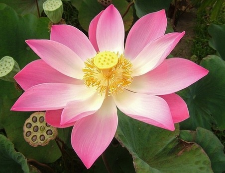 lotus bunga nasional india